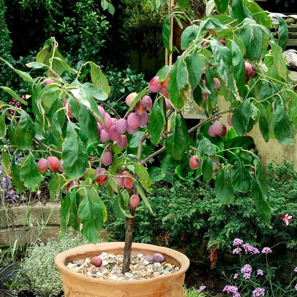 17 Best Fruits for Pots Fruits that you Can Grow in Pots
