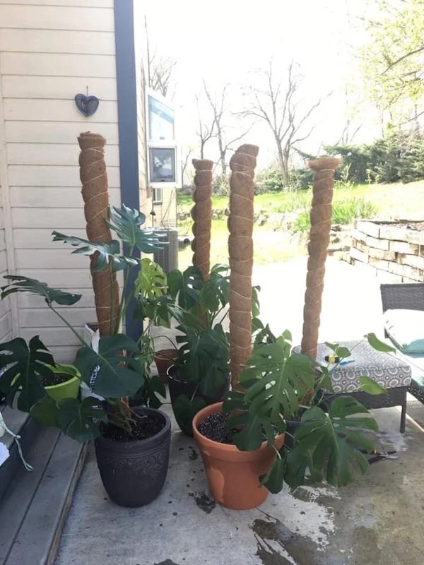 11 DIY Moss Pole Ideas Make your Own Moss Pole