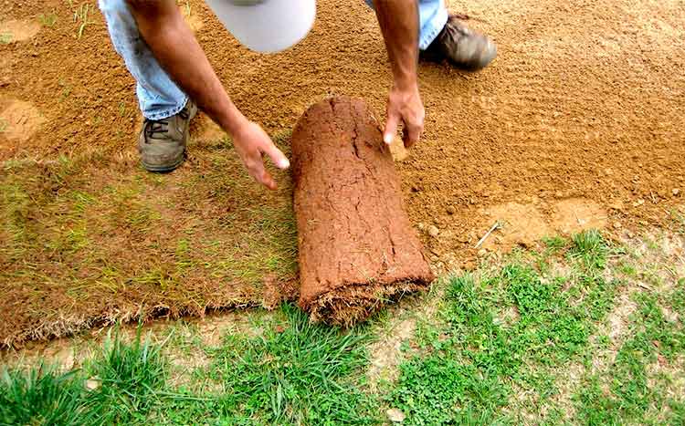How Much Does a Pallet of Sod Cost? 2021 Price Guide