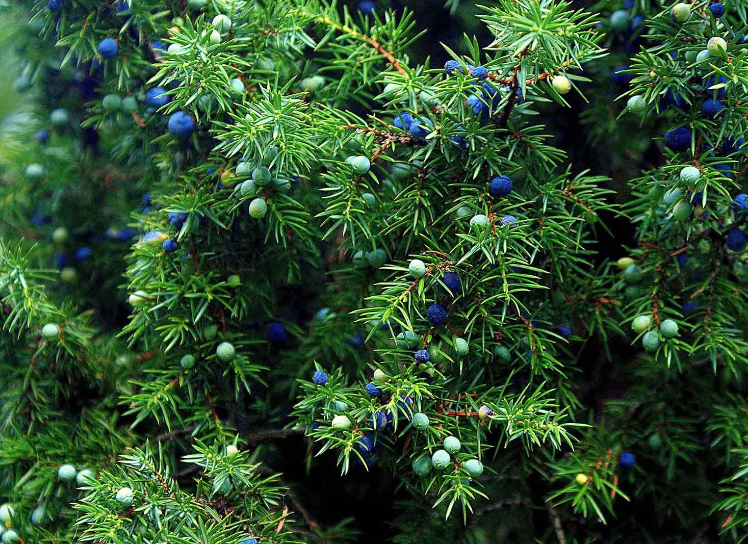 Best Plants for Living Fence & Privacy Home Garden Guides