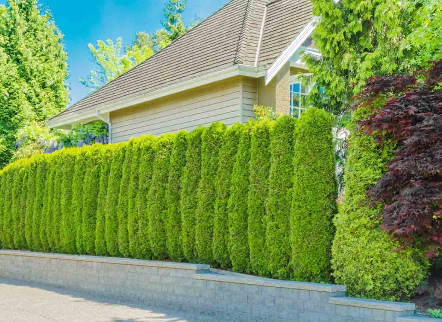 Best Living Fence Ideas for Privacy Home Garden Guides
