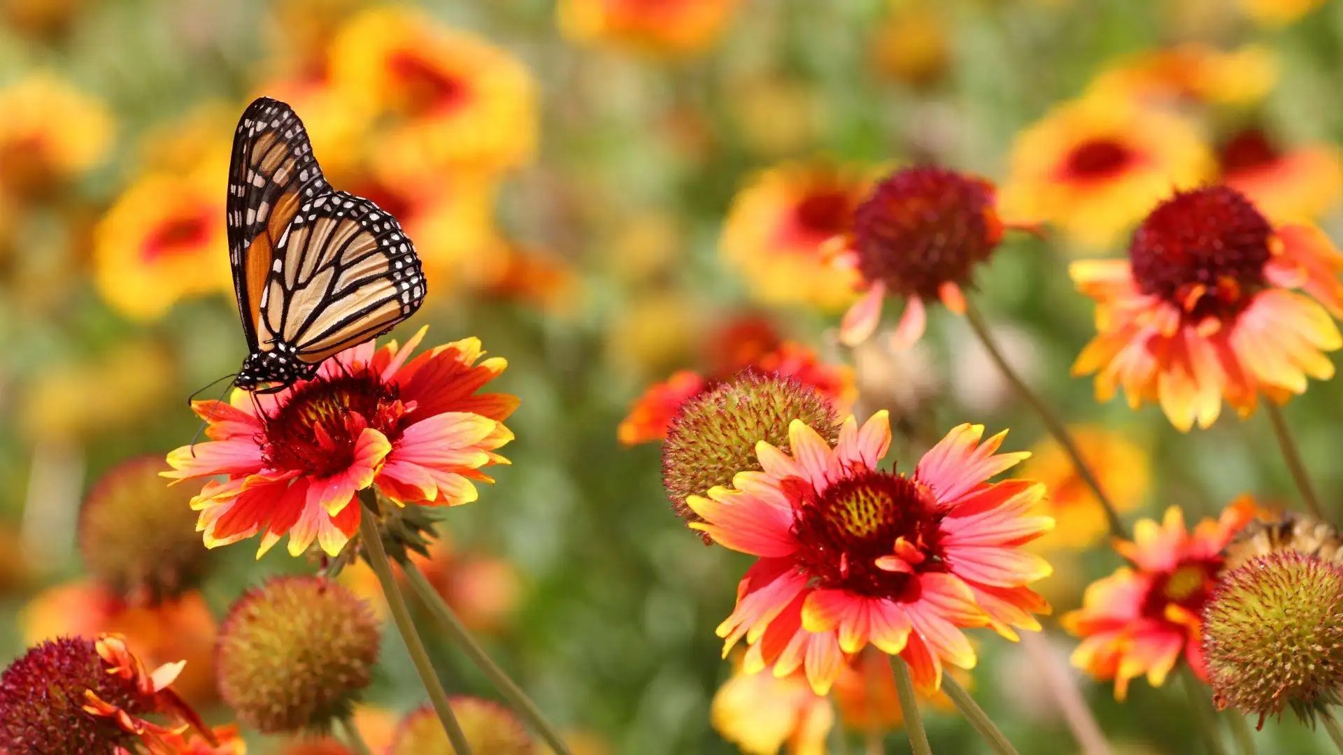 Create a Butterfly Garden for Seniors A Guide to Bringing Joy and Beauty to Your Outdoor Space