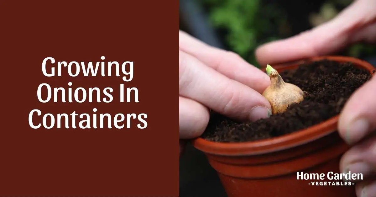 Growing Onions In Containers Home Garden Vegetables