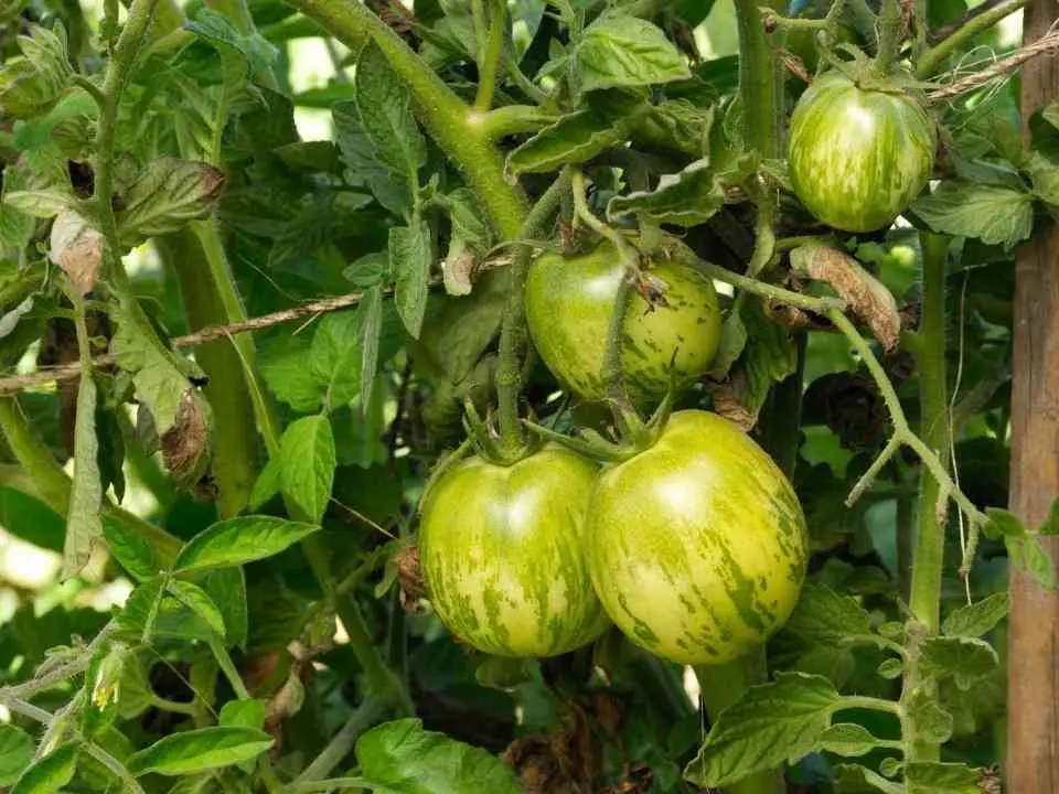 When Are Green Zebra Tomatoes Ripe Home Garden Vegetables