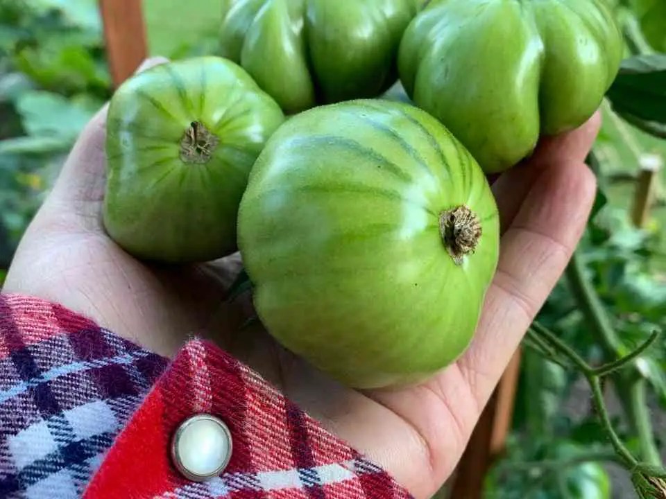 When Are Green Zebra Tomatoes Ripe Home Garden Vegetables