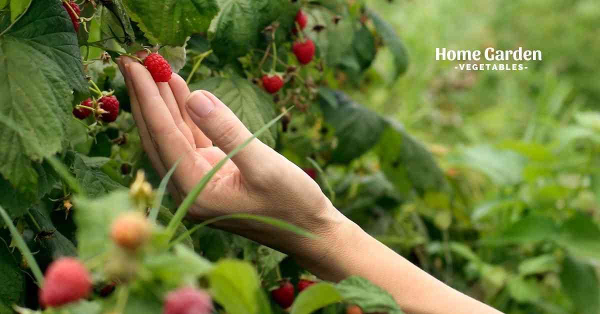 Black Mold On Raspberry Home Garden Vegetables