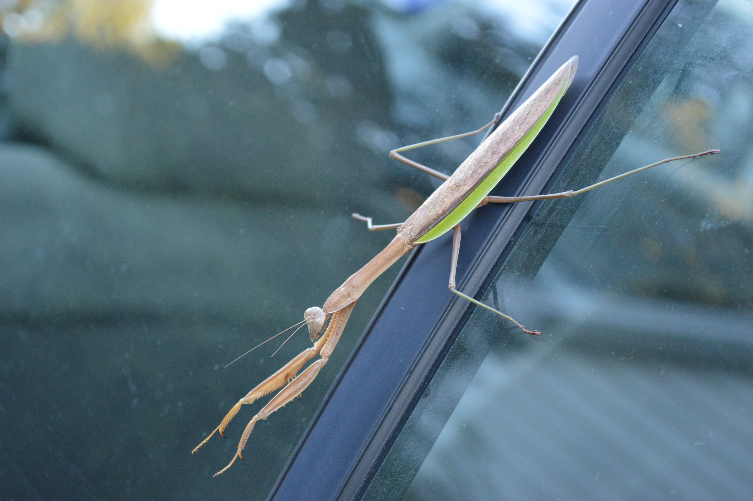 Nature watch the praying mantis Homegrown Iowan