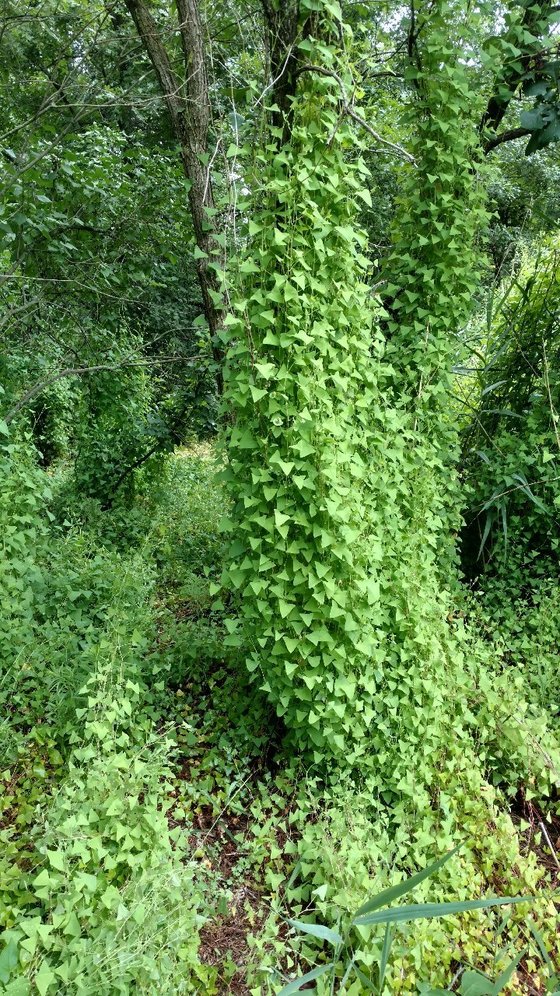 Invasive weed from Asia identified in Iowa Homegrown Iowan
