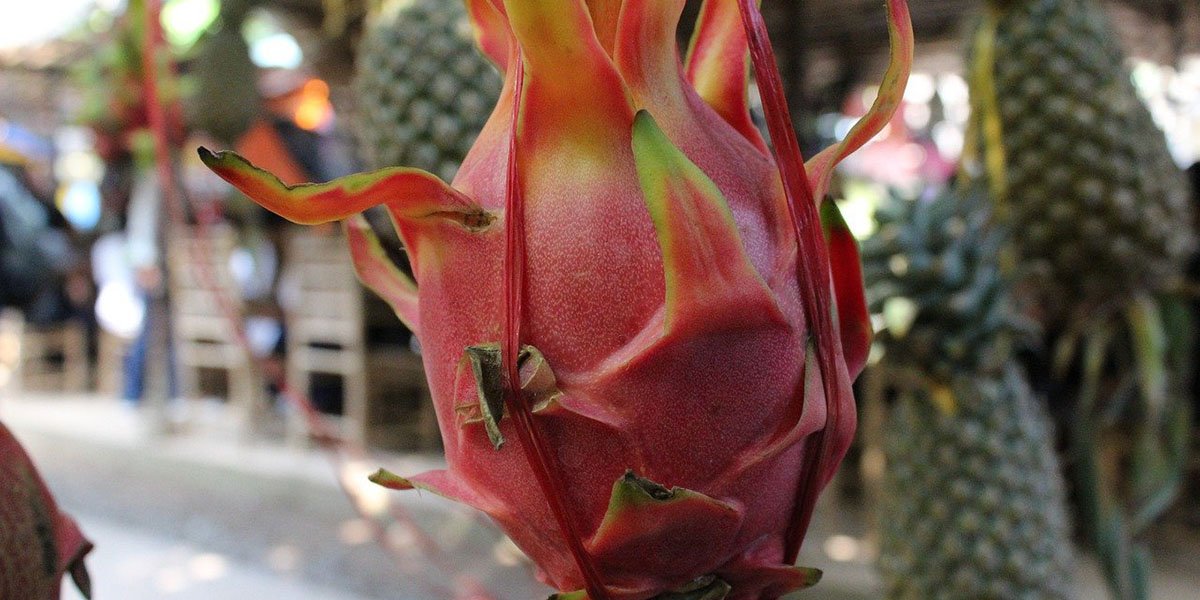 When Is Dragon Fruit In Season?