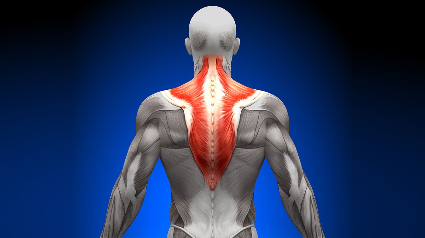 Upper Trapezius Stretch