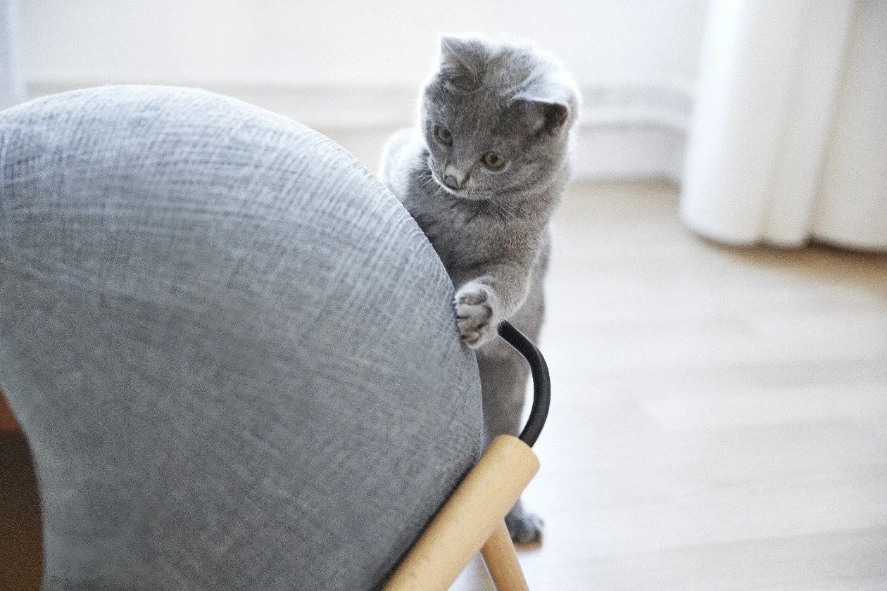 Tuft & Paw The HighEnd stylish Cat Furniture store