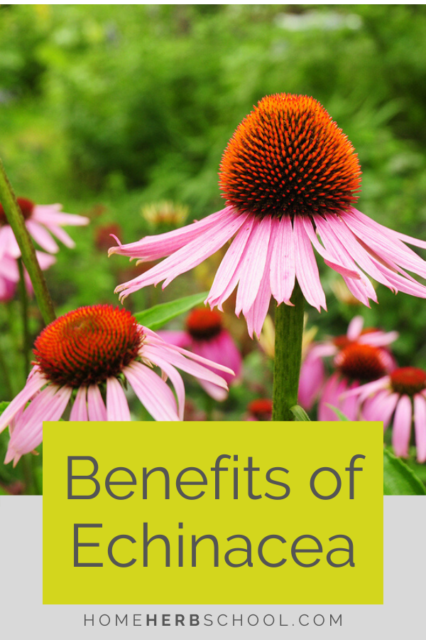 Echinacea Benefits and Uses Home Herb School
