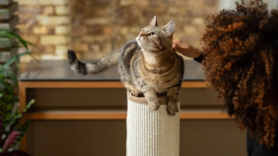 How to Keep away Cats from in Flower Beds Home Improvement Cast