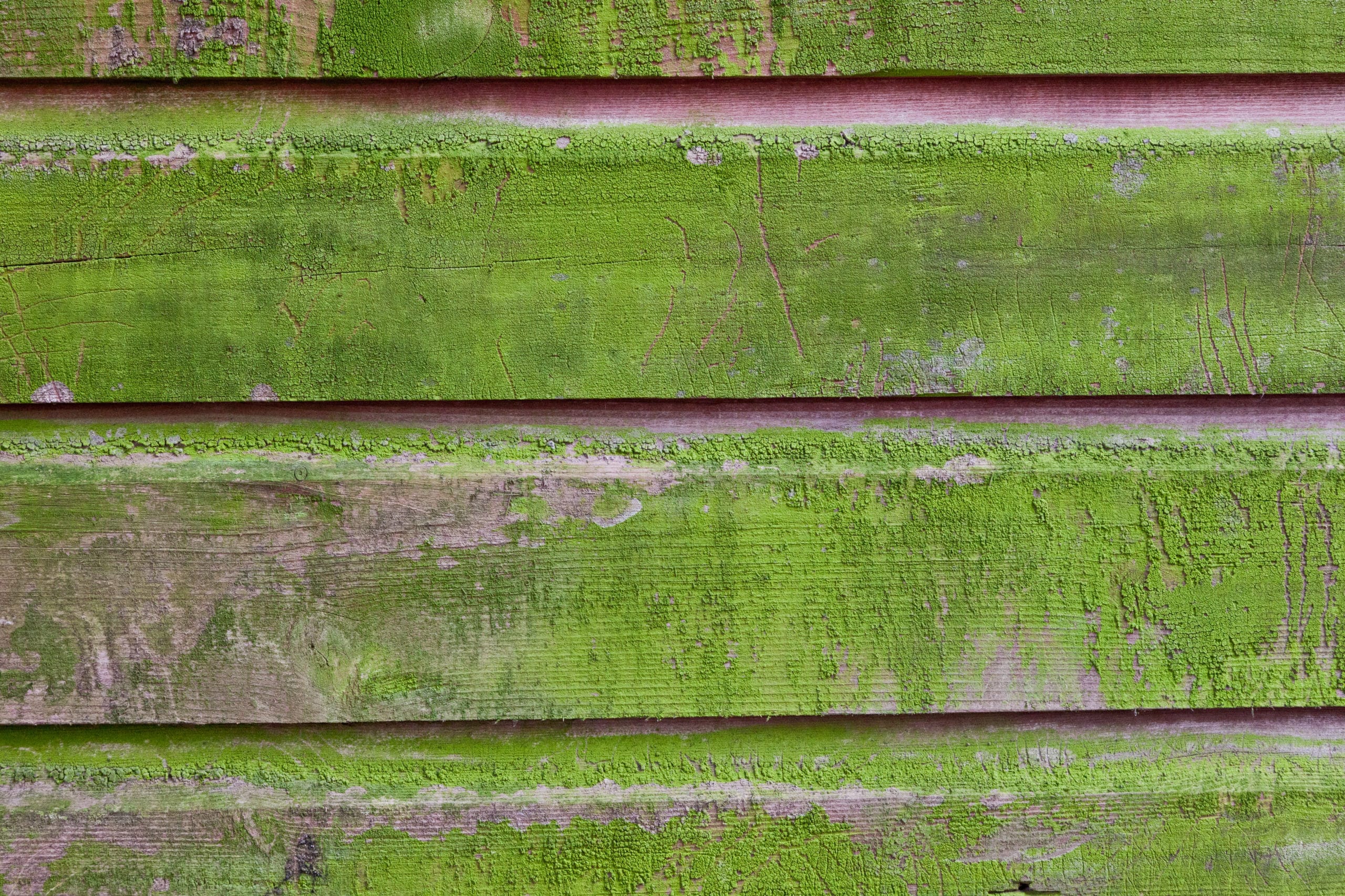 Everything You Need To Know About Green Mold in Your Home Home
