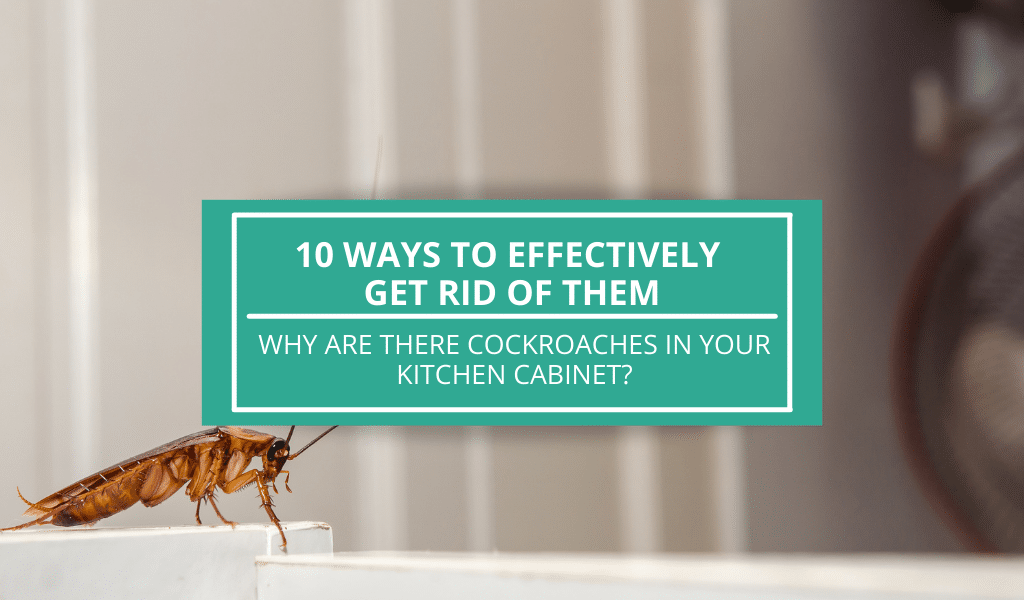 How To Get Rid of Cockroaches in Kitchen Home Improvement Cents