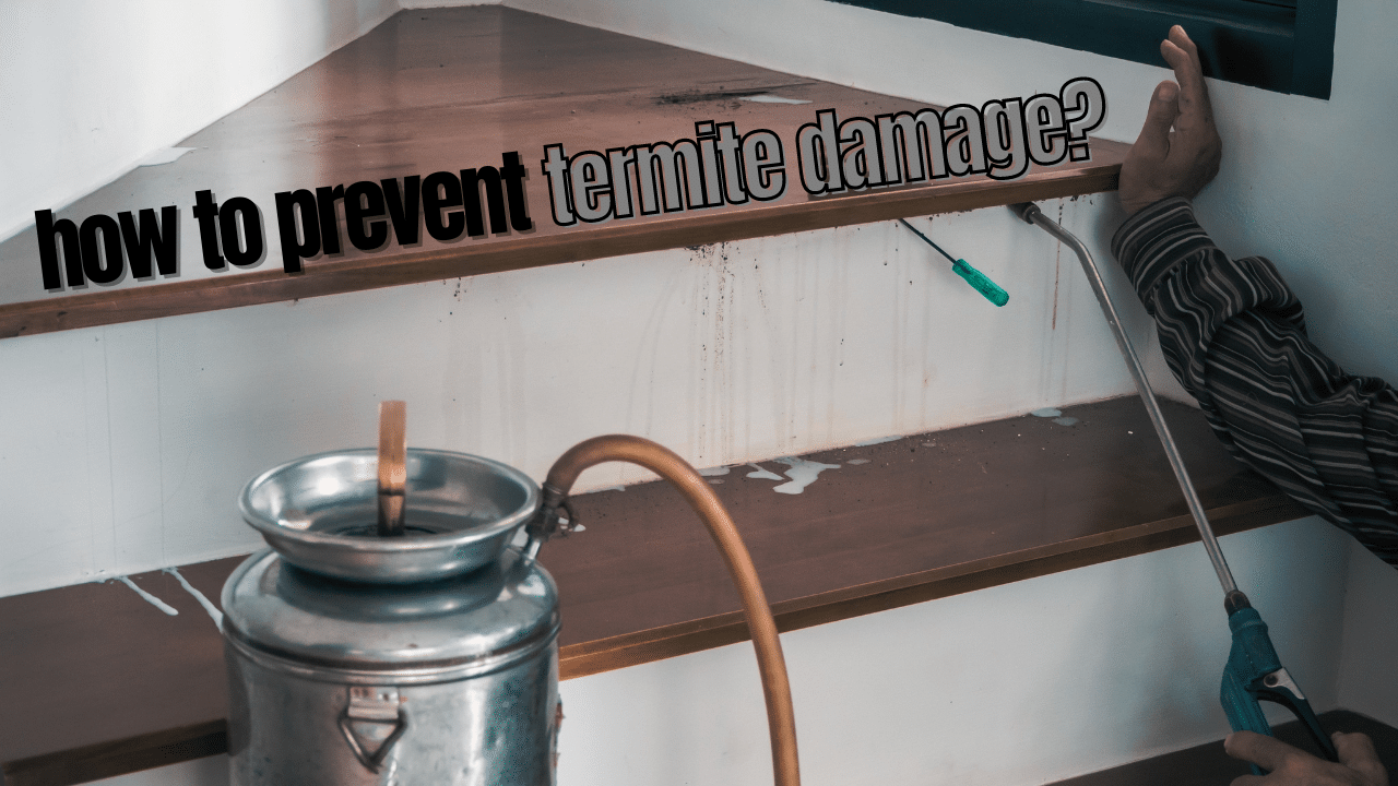 Does Homeowners’ Insurance Cover Termite Damage? We Help You Figure Out