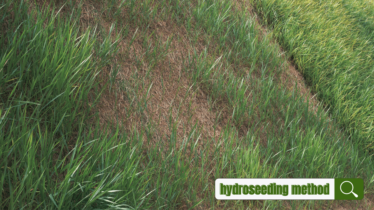 How to Make Grass Grow Fast (ExpertBacked Tips) Home Improvement Cents