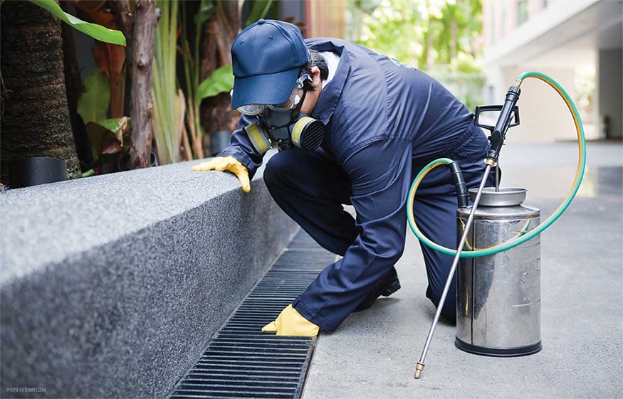 Top 10 Pest Control Tricks and Tips to Keep Pests Away