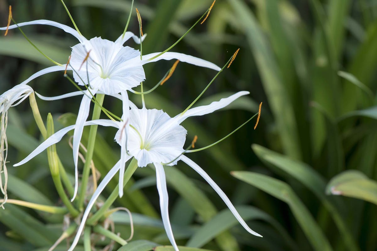 Spider Lilly Cultivating And Growing Home Inspector Potomac