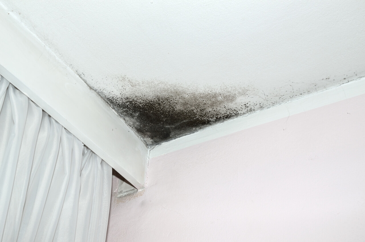 8 Things That Cause Mold At Home Home Inspectors Of Columbus
