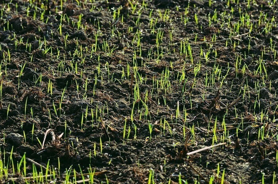 How Much Rain is Too Much After Fertilizing the Lawn?
