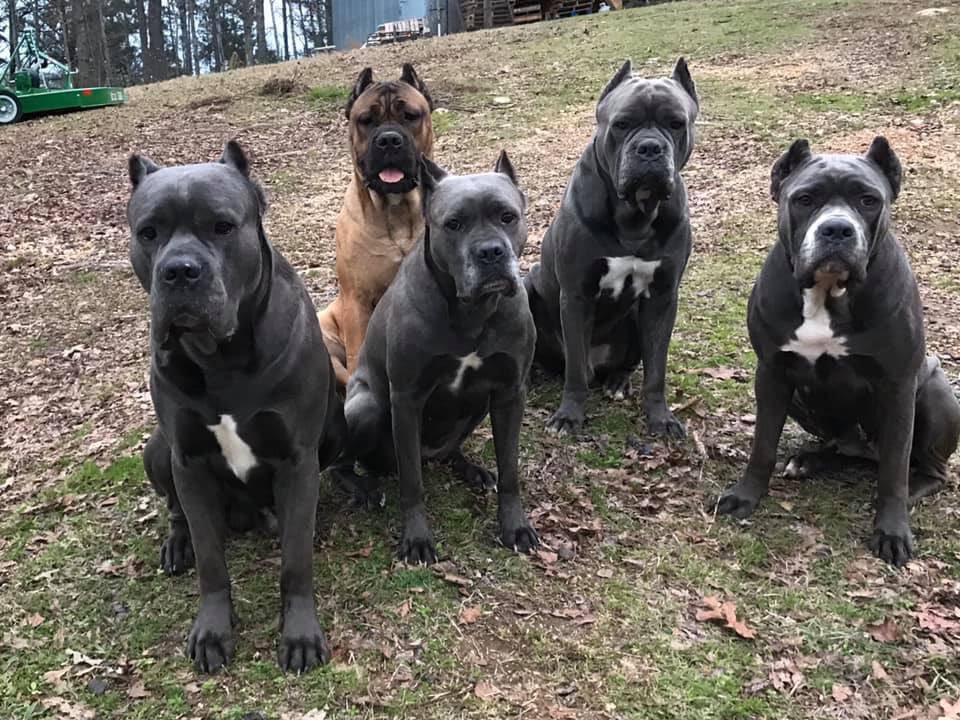 How Many Types Of Cane Corsos Are There? Golden Bailey Dogs