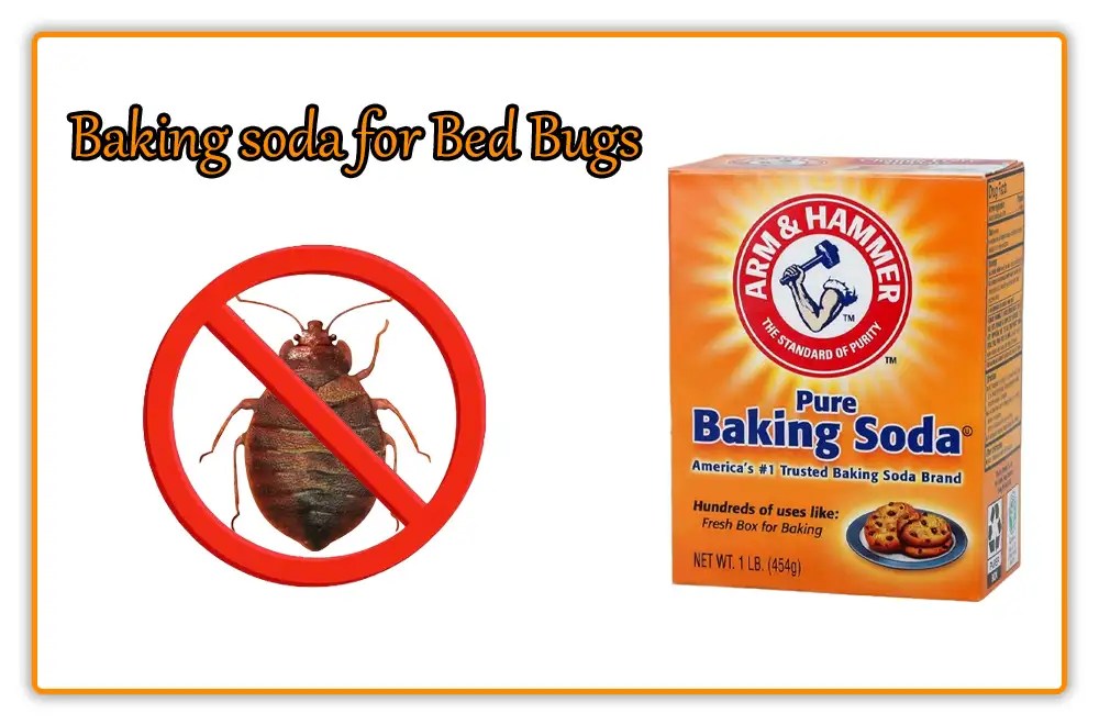 What Kills Bed Bugs Instantly 10 Easy Tips 2024