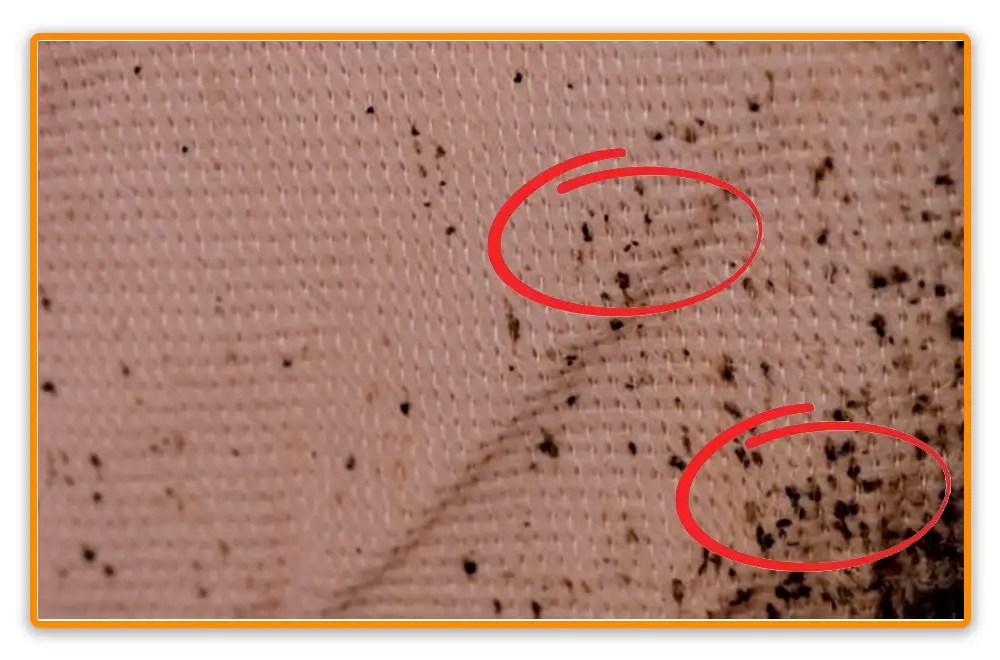 What Does Bed Bug Poop Look Like? 10 MustKnow Tips