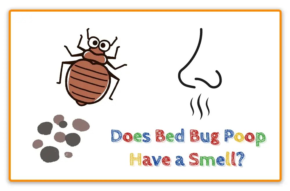 What Does Bed Bug Poop Look Like? 10 MustKnow Tips