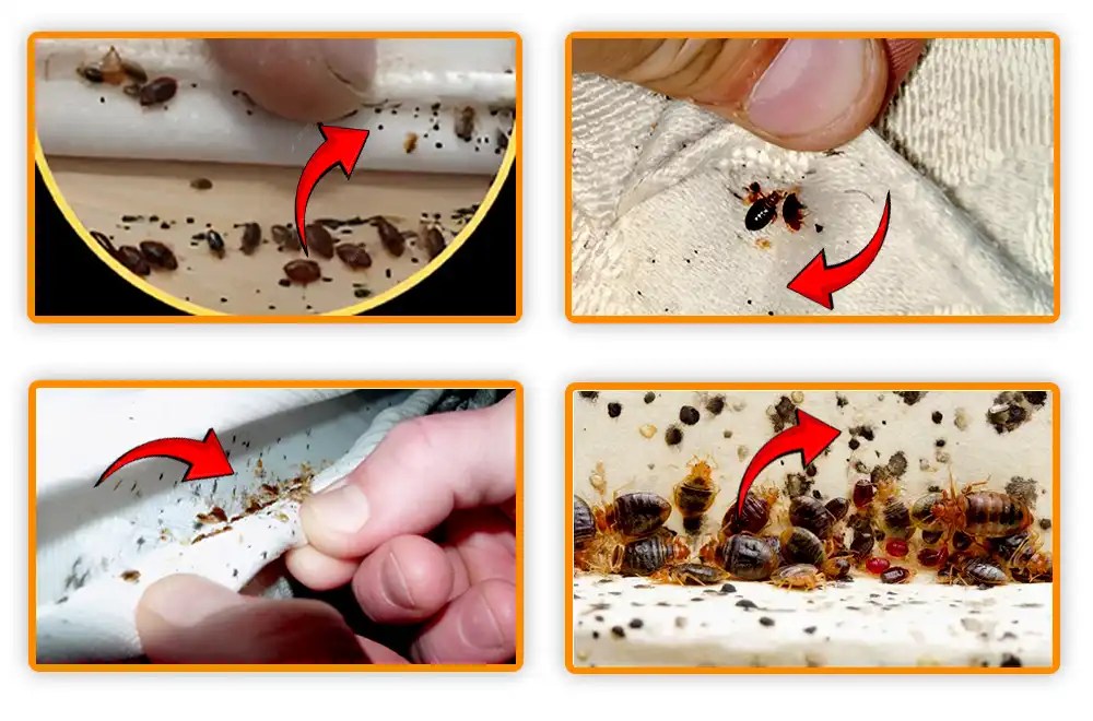 What Does Bed Bug Poop Look Like? 10 MustKnow Tips