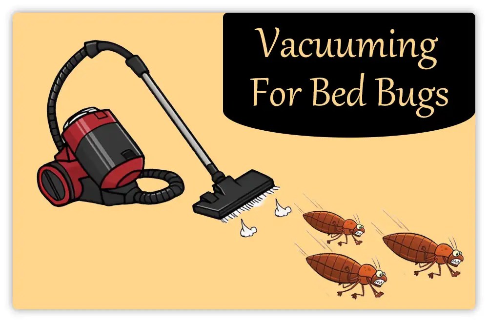 What Kills Bed Bugs Instantly 10 Easy Tips 2024