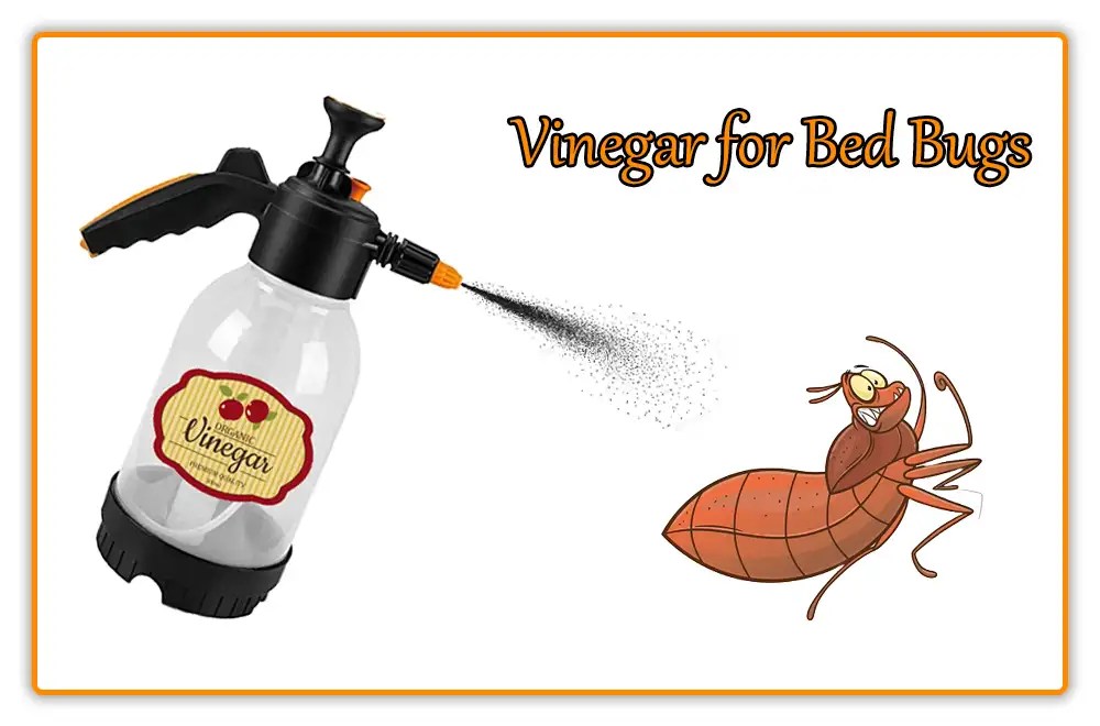 What Kills Bed Bugs Instantly 10 Easy Tips 2024