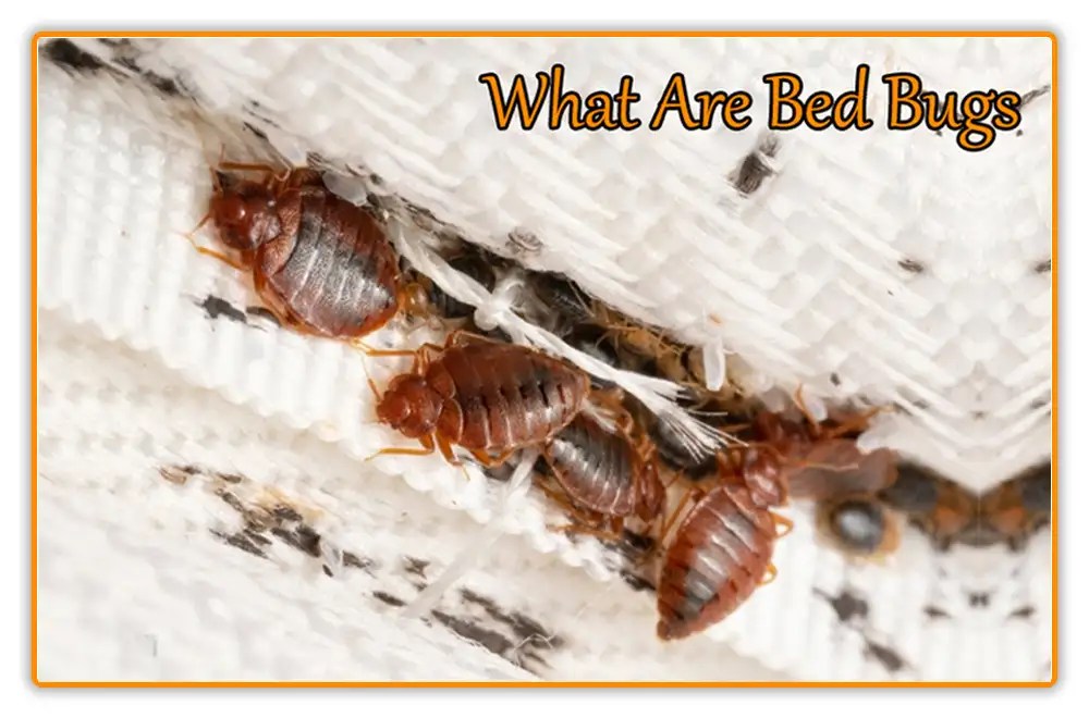 What Kills Bed Bugs Instantly 10 Easy Tips 2024