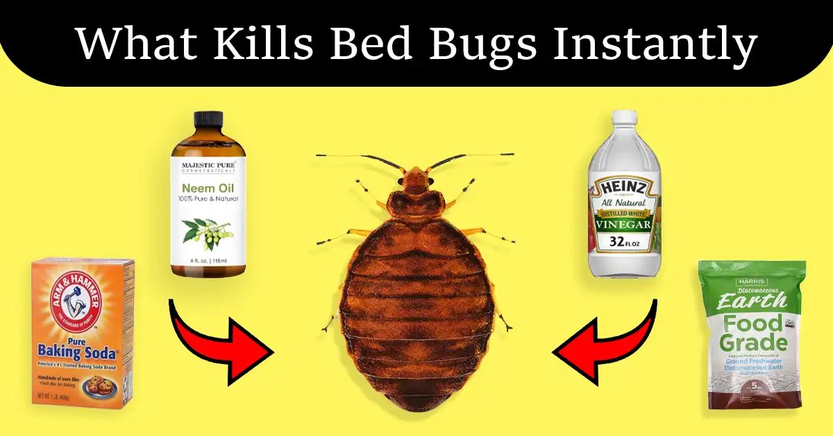 What Kills Bed Bugs Instantly 10 Easy Tips 2024