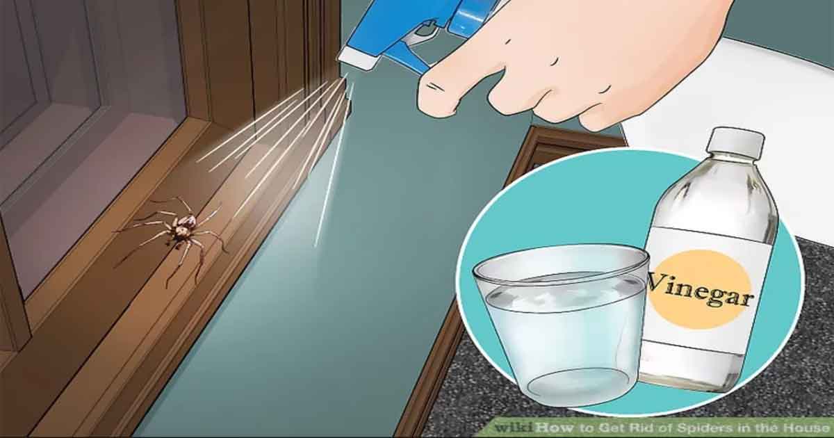 8 Simple Ways To Get Rid Of Spiders Out Of The House