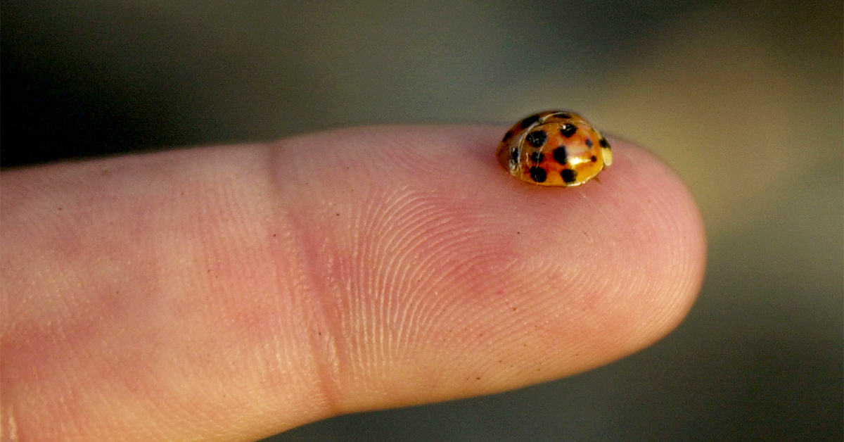 The Scents Will Help Keep Ladybugs Out Of Your Home