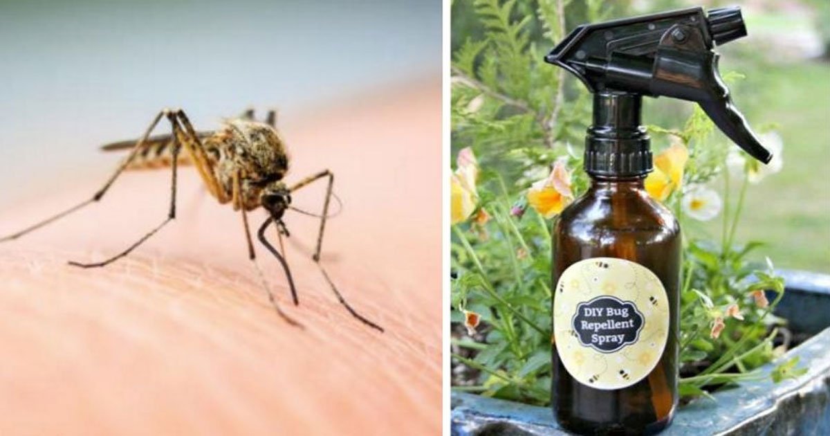 How To Keep Mosquitoes Out Of The Yard