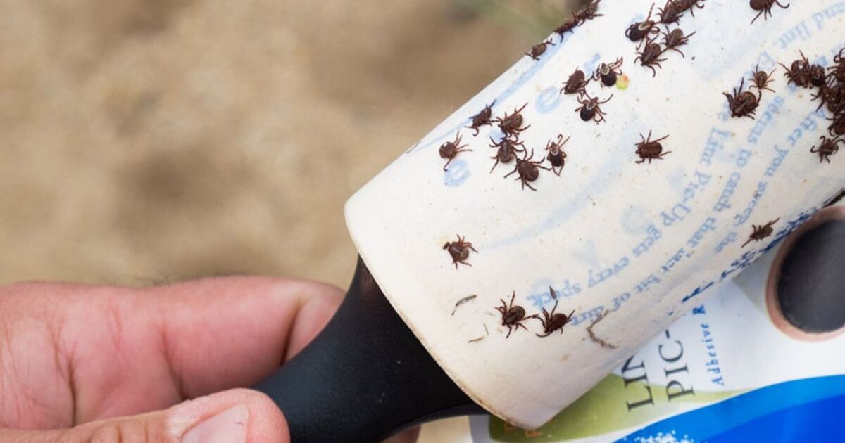 How To Stay Thoroughly Protected From Ticks