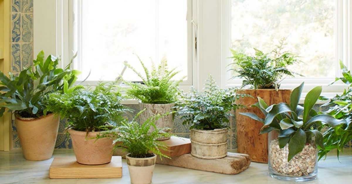 11 Plants To Keep In The House For Cleaner, Healthier Air Homemaking