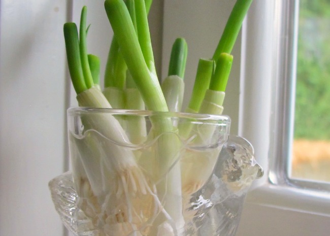 14+ Herbs, Veggies, And Other Plants That Will Grow In Water