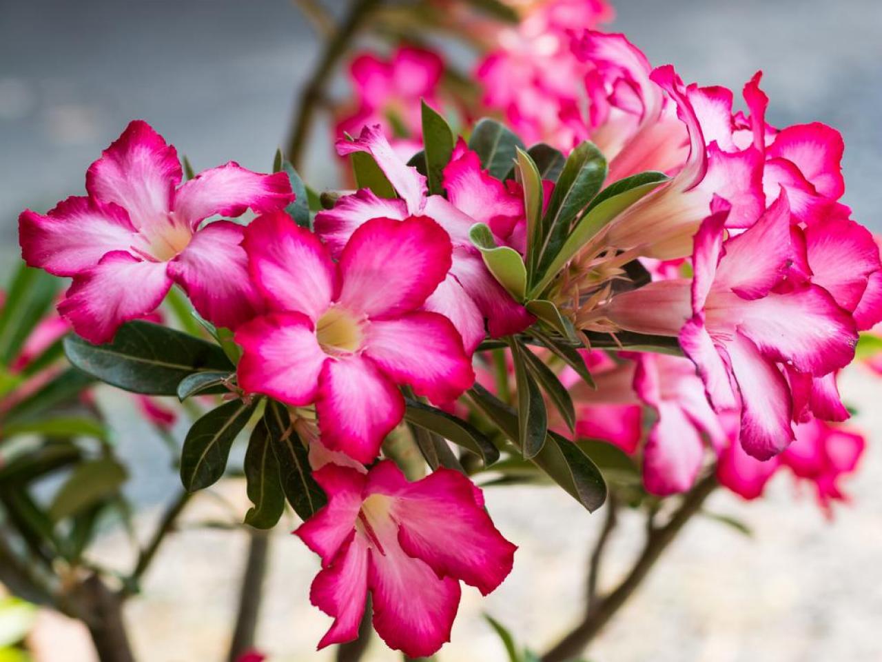 8 Beautiful Outdoor Plants That Don't Need A Green Thumb To Grow