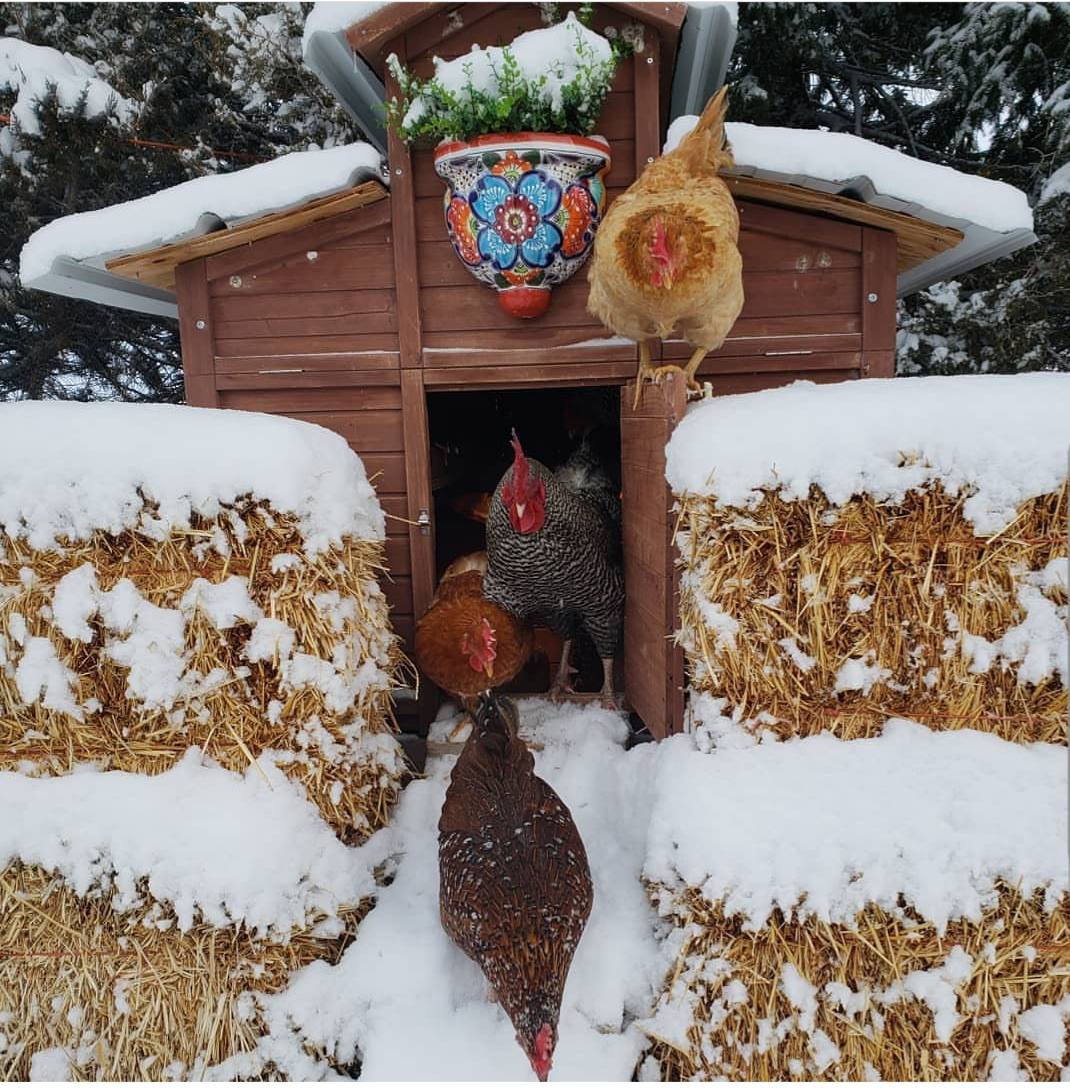 6 Reasons Not To Heat Your Chicken Coop In The Winter