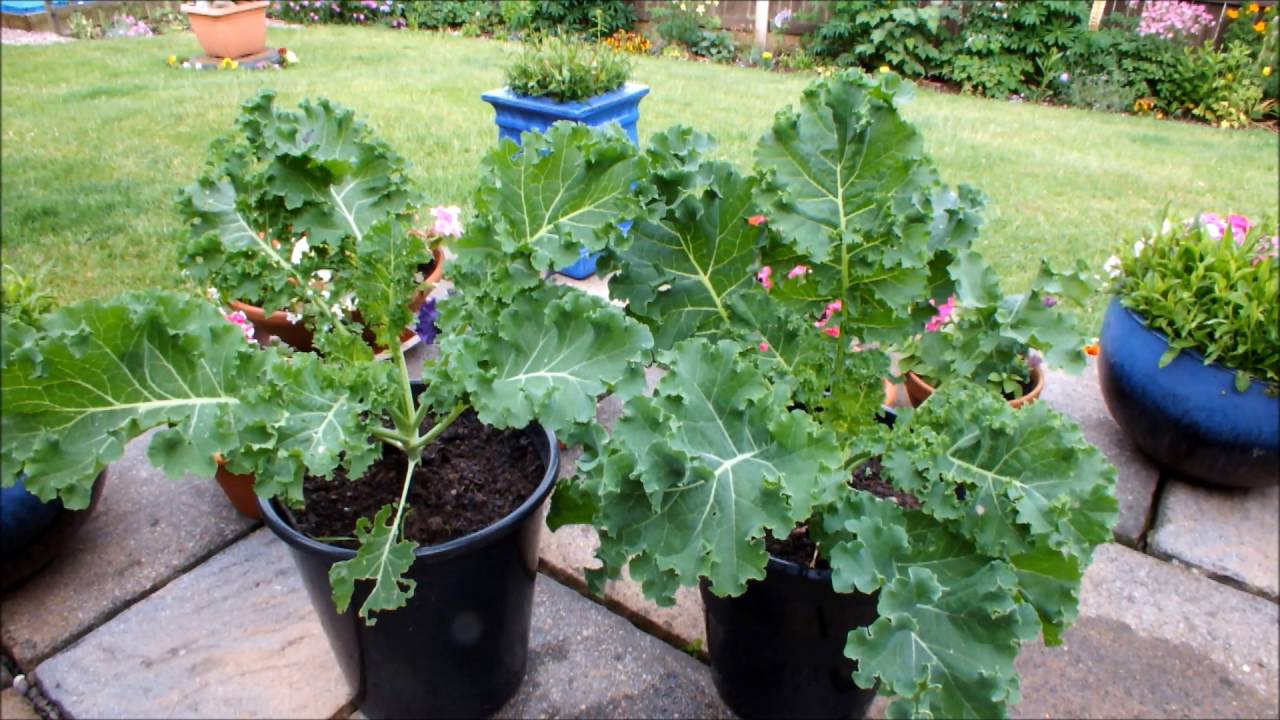 11 Fruits And Veggies That Can Easily Be Grown In 5Gallon Buckets