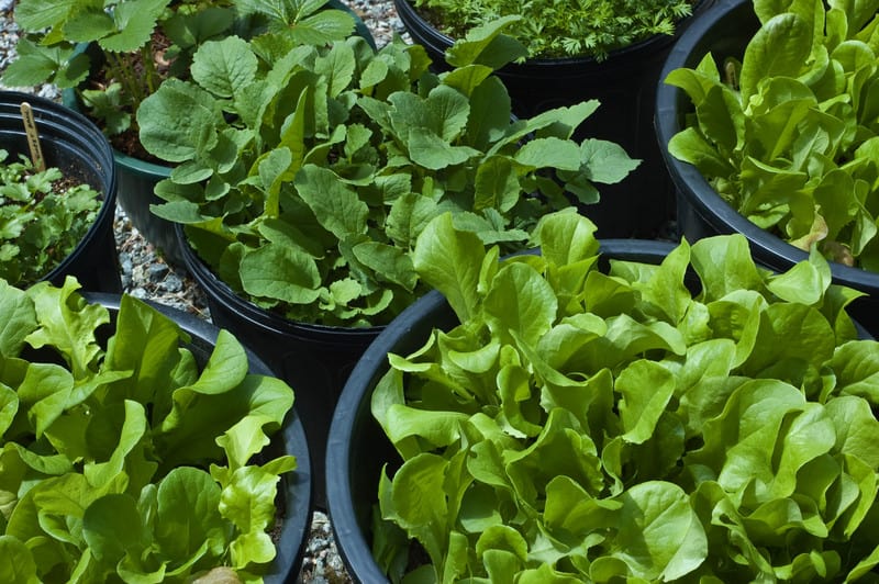 11 Fruits And Veggies That Can Easily Be Grown In 5Gallon Buckets