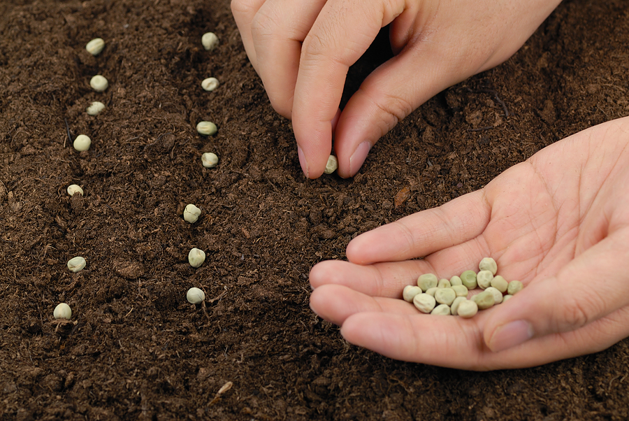 10 Vegetable Seeds To Sow In January Homemaking 101