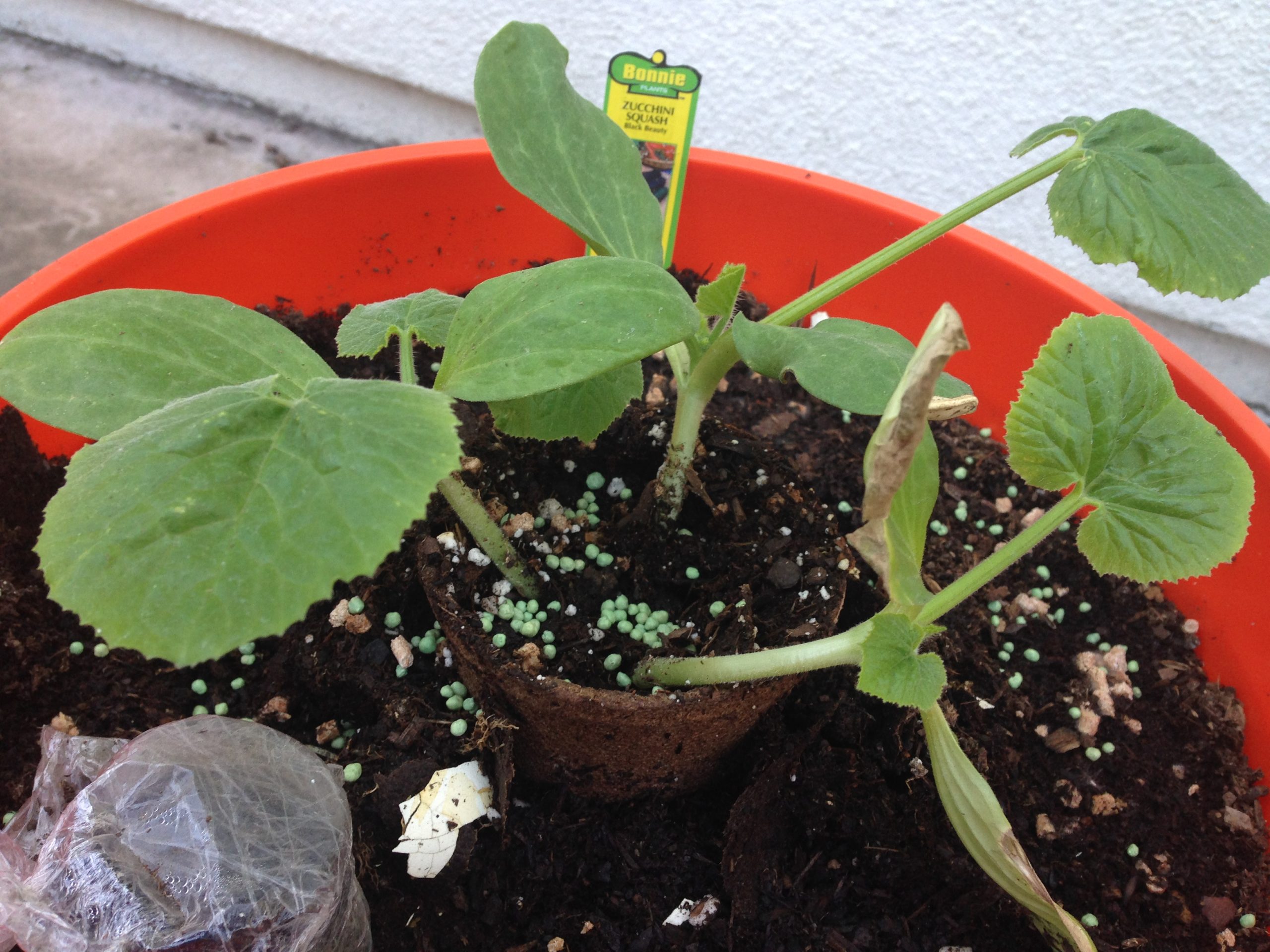 11 Fruits And Veggies That Can Easily Be Grown In 5Gallon Buckets