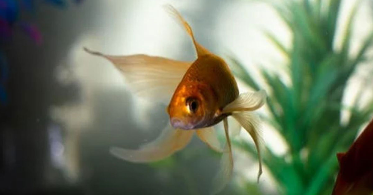 Essential Items for Fish Keeping Homemaking 101