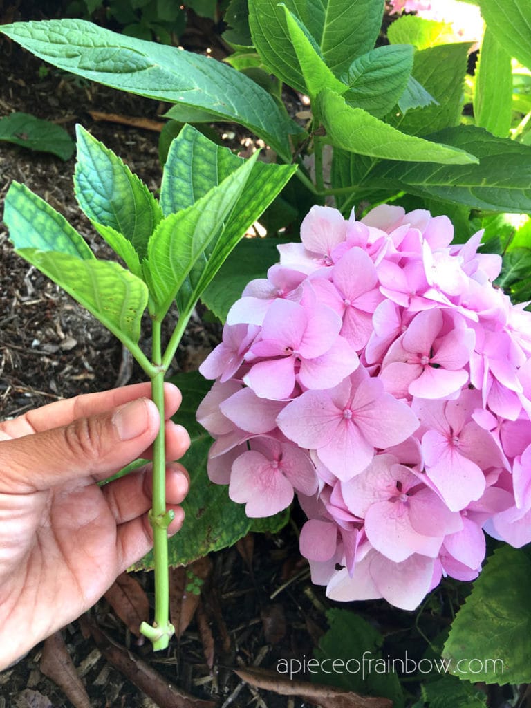 How To Grow New Hydrangeas From Cuttings Homemaking
