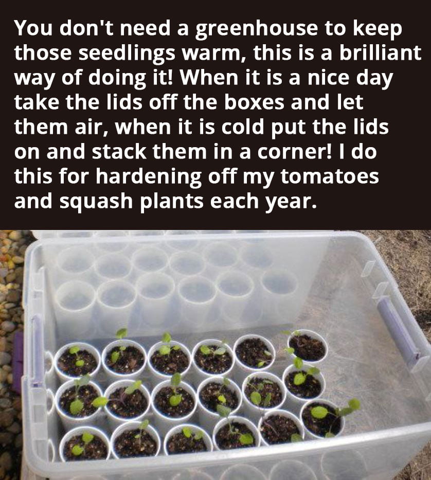 You Don’t Need A Greenhouse To Keep Those Seedlings Warm Homemaking