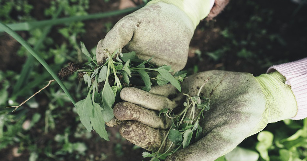 7 Gardening Secrets Every FirstTime Gardener Must Know Homemaking